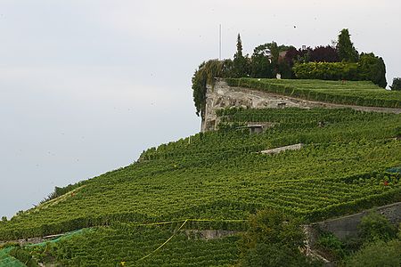 foto Lozanna i okoliczne winnice