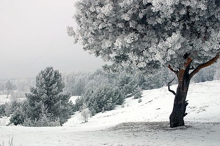 foto Ośnieżone drzewa