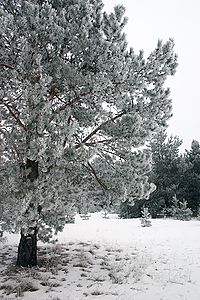 foto Ośnieżone drzewa