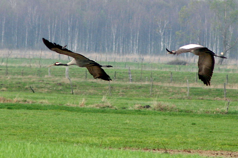 foto Biebrza: nieoficjalny zlot CB