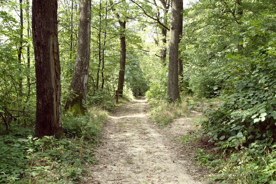 foto Fruška Gora