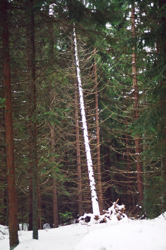 foto Srni, góry Szumawskie