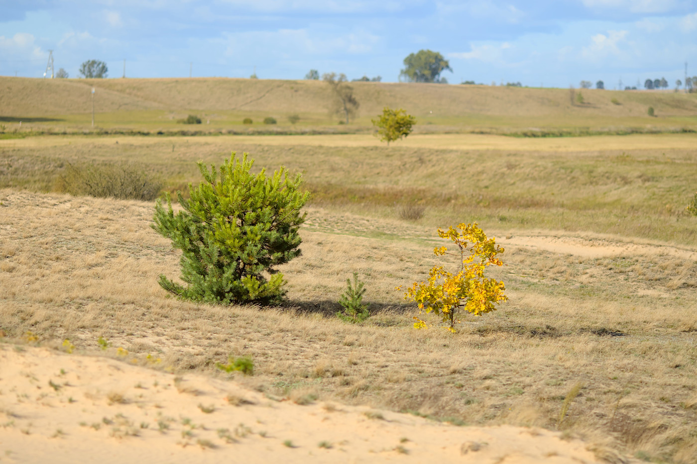 foto Narew