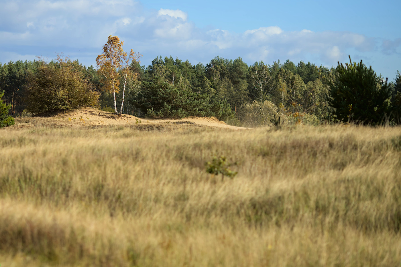 foto Narew