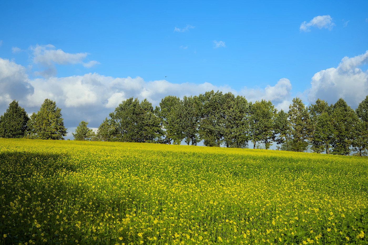 foto Narew