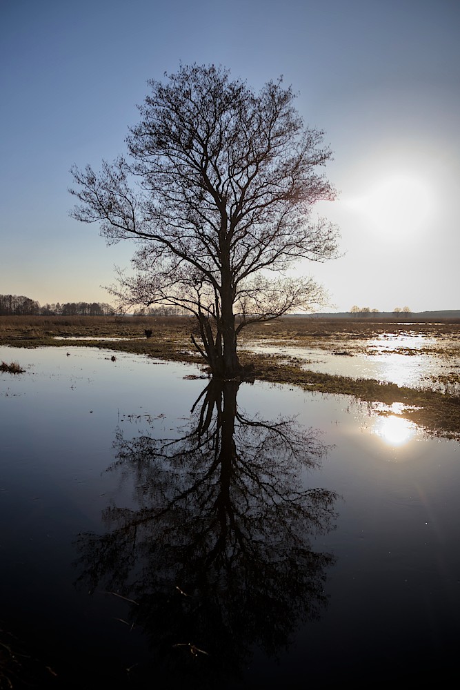 foto Narew wczesną wiosną