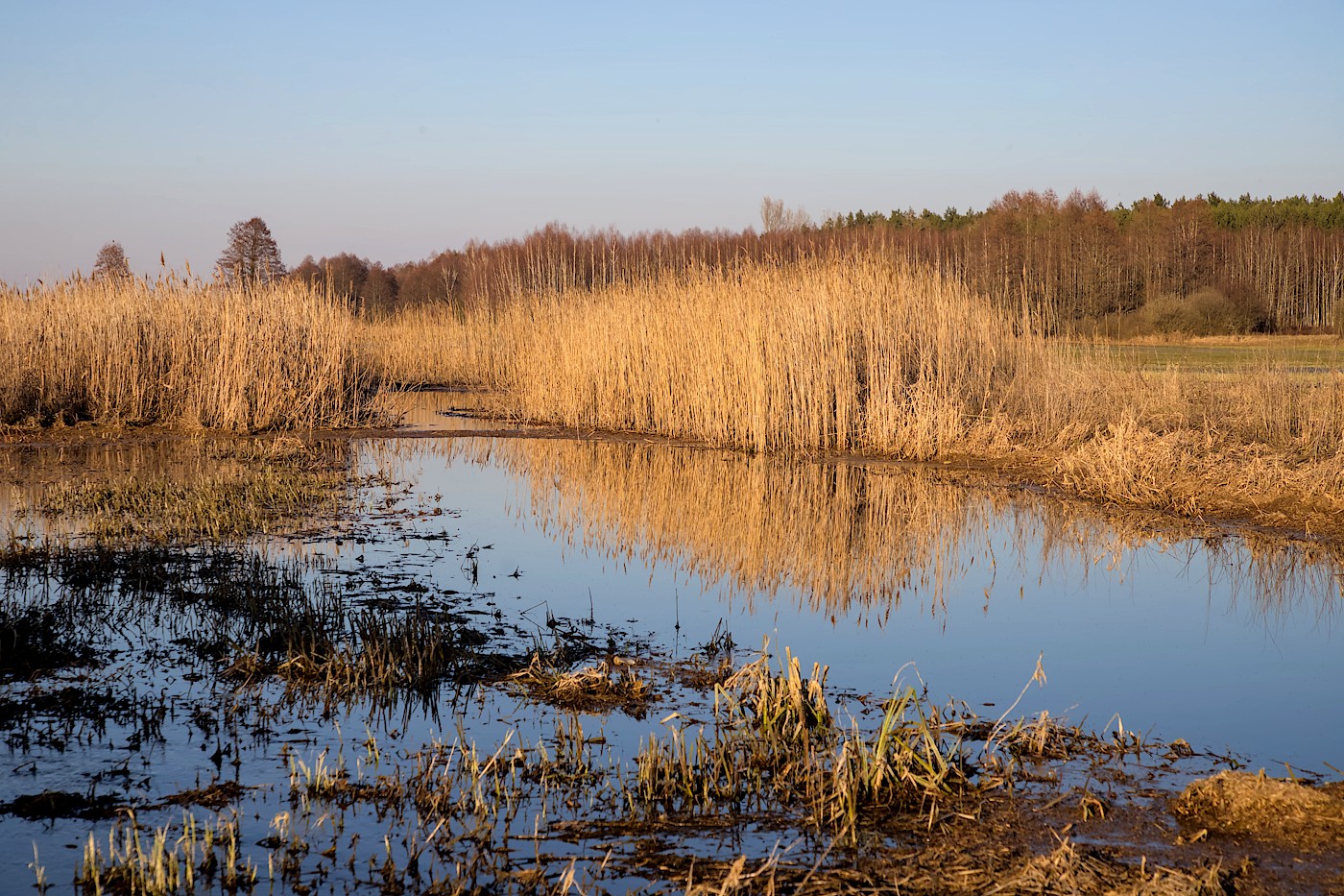 foto Narew wczesną wiosną