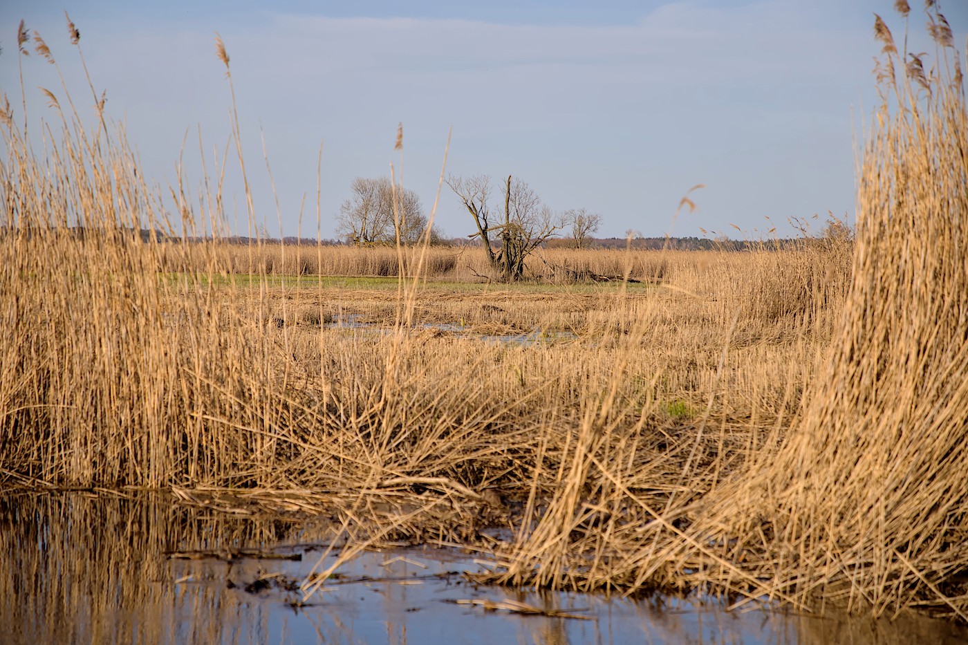 foto Narew wczesną wiosną