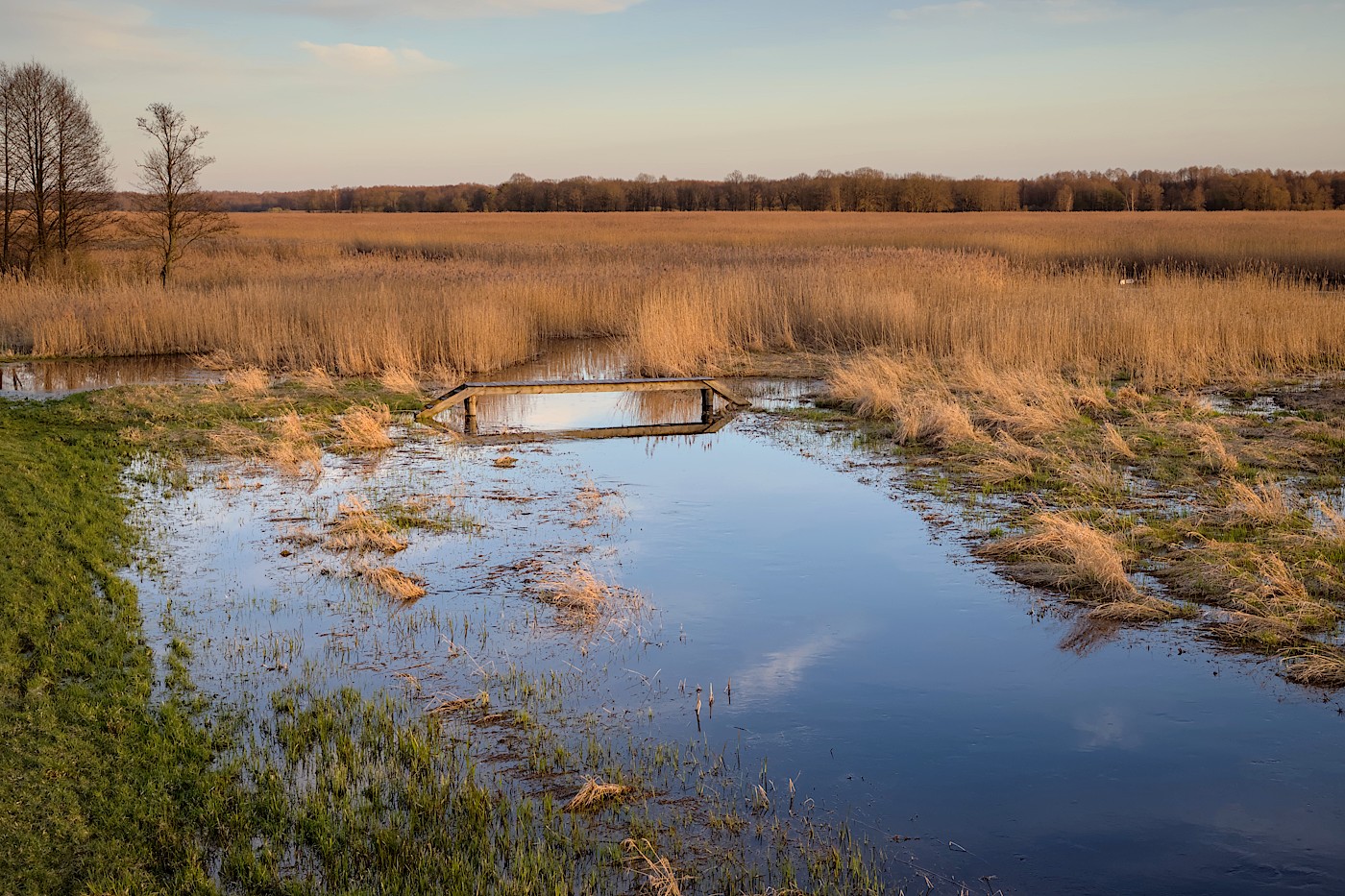 foto Narew wczesną wiosną