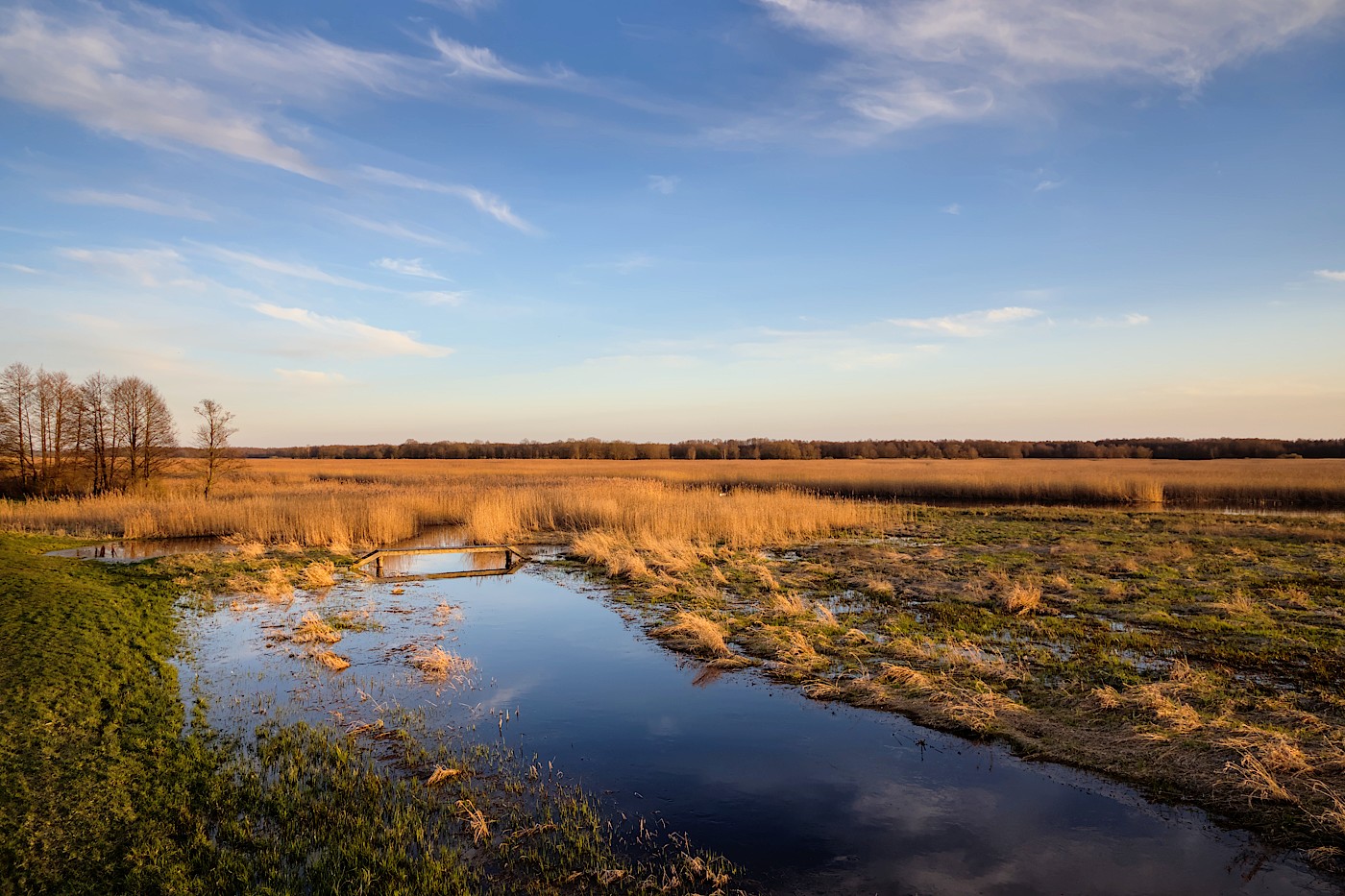 foto Narew wczesną wiosną